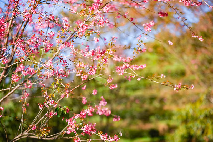 Đầu đông, lên Sa Pa ngắm mai anh đào hồng rực rỡ