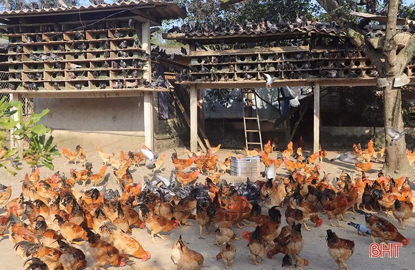 Người cựu binh góp phần làm tỏa sáng thêm phẩm chất “Bộ đội Cụ Hồ” trong thời bình