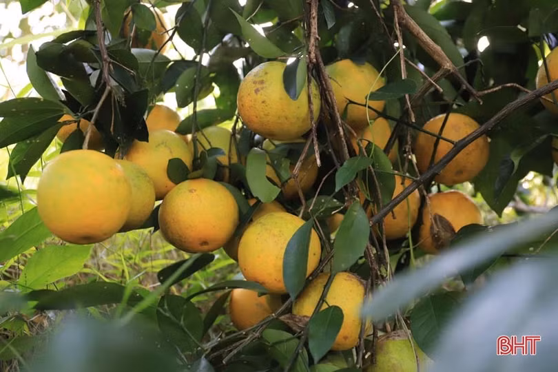 Vườn cam chanh kiểu mẫu của chủ tịch hội nông dân xã ở Hà Tĩnh