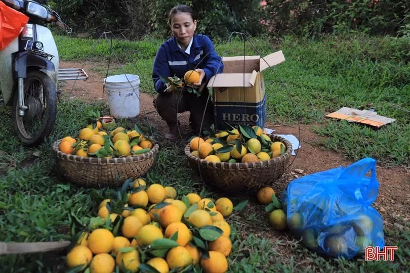 Vườn cam chanh kiểu mẫu của chủ tịch hội nông dân xã ở Hà Tĩnh