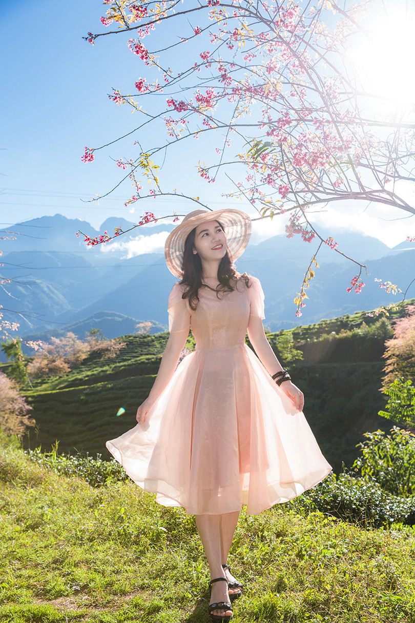 Đầu đông, lên Sa Pa ngắm mai anh đào hồng rực rỡ