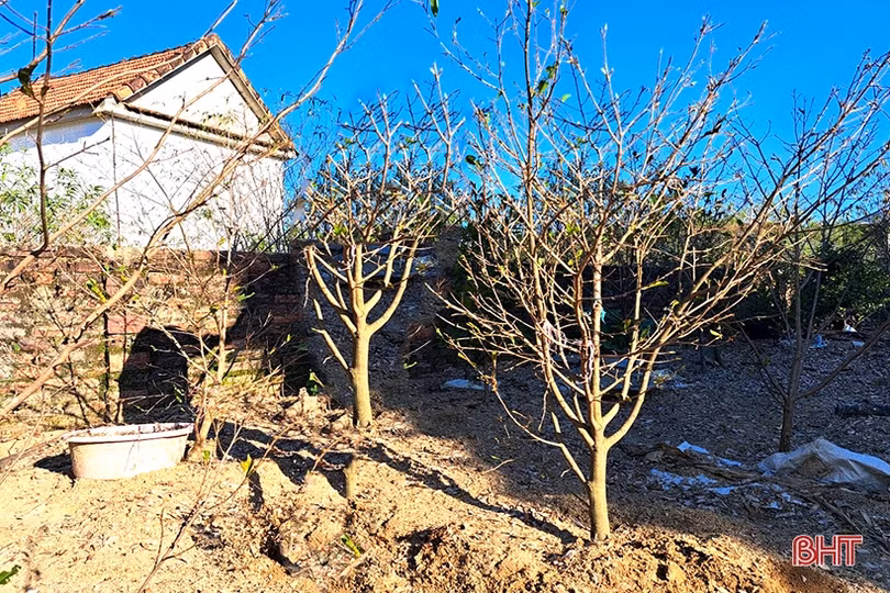 Lão nông tiên phong trồng mai vàng ở “thủ phủ” đào phai Nghi Xuân