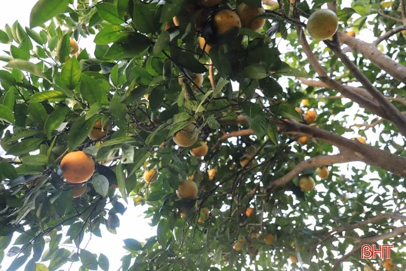 Vườn cam chanh kiểu mẫu của chủ tịch hội nông dân xã ở Hà Tĩnh