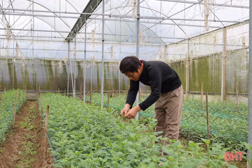 Người trồng hoa nhẹ nhõm khi đón không khí lạnh tràn về