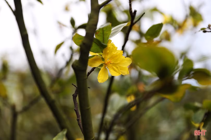 Thời tiết bất thuận, người trồng mai Hà Tĩnh lo “mất tết”