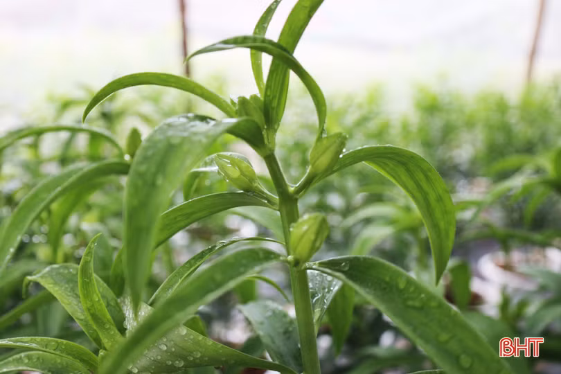 Người trồng hoa nhẹ nhõm khi đón không khí lạnh tràn về