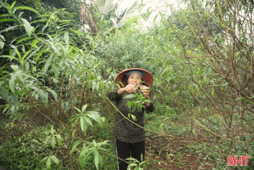 Bí quyết giúp cây hoa nở đúng dịp Tết