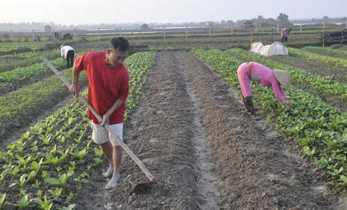 Diện tích trồng rau theo quy trình sản xuất an toàn của xã Tượng Sơn(Thạch Hà) tăng nhanh tuy nhiên chưa xây dựng và bảo vệ được thương hiệu rau sạch Diện tích trồng rau theo quy trình sản xuất an toàn của xã Tượng Sơn(Thạch Hà) tăng nhanh tuy nhiên chưa xây dựng và bảo vệ được thương hiệu rau sạch