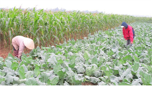 Cánh đồng rau chuyên canh này của xã Đức La sẽ phải nhường đất cho sản xuất lạc xuân Cánh đồng rau chuyên canh này của xã Đức La sẽ phải nhường đất cho sản xuất lạc xuân