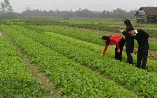 Vùng rau an toàn của xã Kỳ Hoa (Kỳ Anh) chưa phát huy hết tiềm năng do chưa được đầu tư đồng bộ về hạ tầng để sản xuât trong điều kiện thời tiết khắc nghiệt Vùng rau an toàn của xã Kỳ Hoa (Kỳ Anh) chưa phát huy hết tiềm năng do chưa được đầu tư đồng bộ về hạ tầng để sản xuât trong điều kiện thời tiết khắc nghiệt