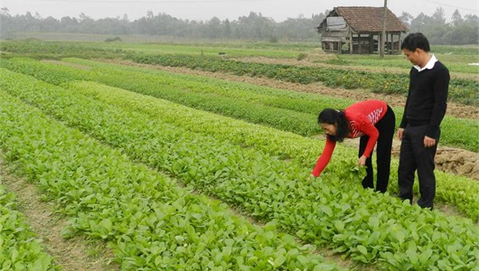 Đã đến lúc phải xác định được ranh giới giữa rau an toàn và rau không an toàn, nhằm tìm được chỗ đứng vững chắc cho rau an toàn phát triển