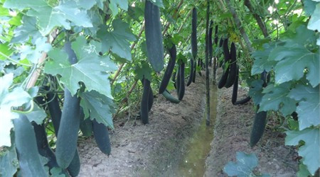 Mặt hàng bí xanh xã Tượng Sơn đã có thị trường tiêu thụ ở một số tỉnh, thành phía Bắc