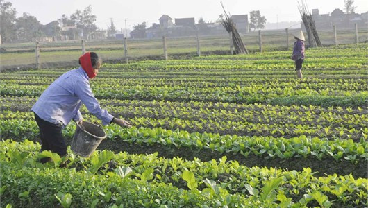 Rau - củ - quả của Tượng Sơn được sản xuất theo tiêu chuẩn VIETGAP