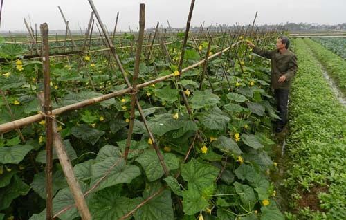 Gia đình ông Nguyễn Văn Xuân - một trong số ít hộ trồng rau ở Thạch Liên (Thạch Hà) vẫn kiên trì thực hiện quy trình sản xuất rau sạch và được Siêu thị Co.opMart nhận tiêu thụ thường xuyên." Gia đình ông Nguyễn Văn Xuân - một trong số ít hộ trồng rau ở Thạch Liên (Thạch Hà) vẫn kiên trì thực hiện quy trình sản xuất rau sạch và được Siêu thị Co.opMart nhận tiêu thụ thường xuyên."