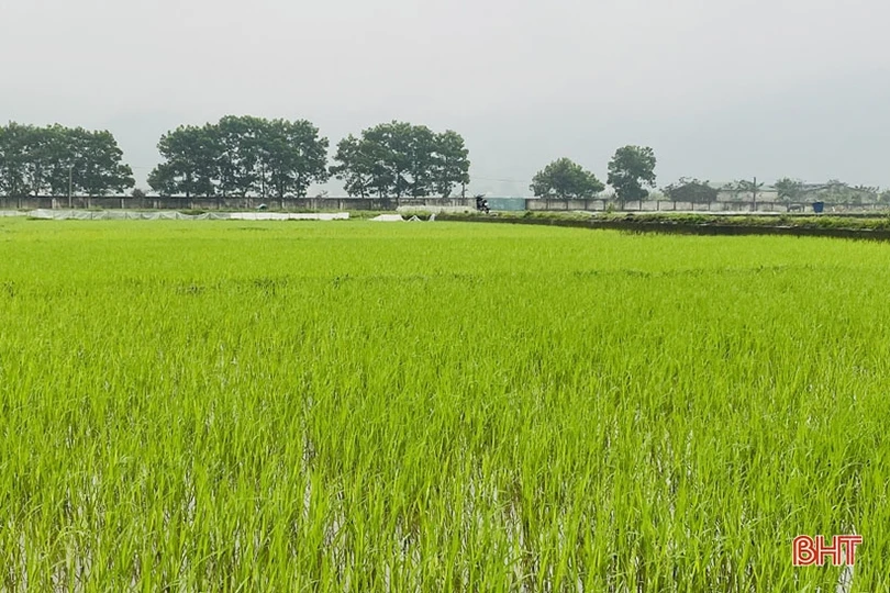 Nông dân Hà Tĩnh tranh thủ xuống đồng chăm sóc lúa xuân