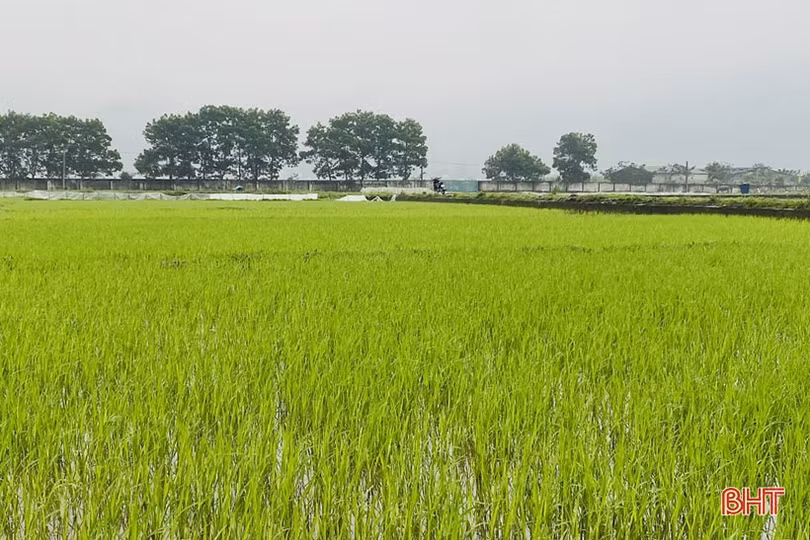 Nông dân Hà Tĩnh tranh thủ xuống đồng chăm sóc lúa xuân