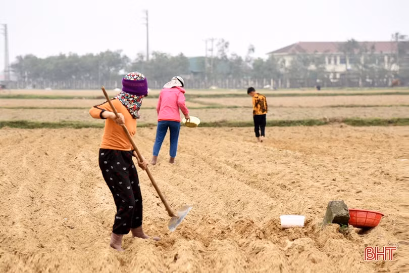 Vựa lạc xuân Lộc Hà phấn đấu gieo trỉa 1.003 ha 