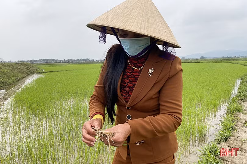 Nông dân Hà Tĩnh tranh thủ xuống đồng chăm sóc lúa xuân