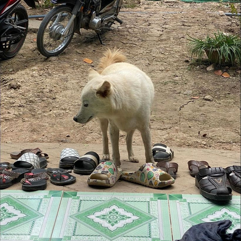 Ảnh vui: “Một con boss hư cả... tàu bị phạt”