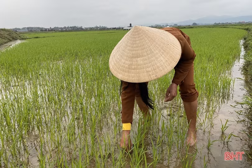 Nông dân Hà Tĩnh tranh thủ xuống đồng chăm sóc lúa xuân