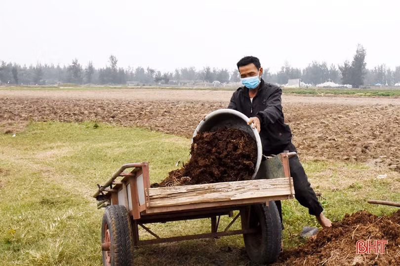 Vựa lạc xuân Lộc Hà phấn đấu gieo trỉa 1.003 ha 