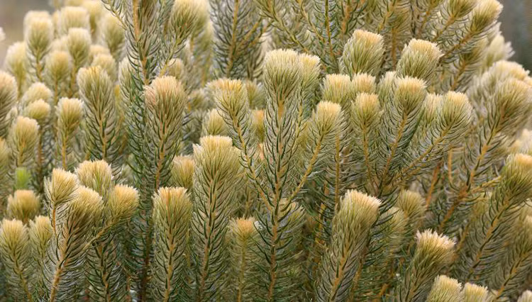 Bông hoa nguyên vẹn trong hổ phách 99 triệu năm