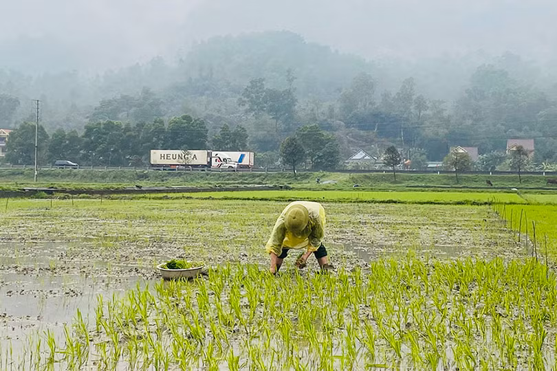 Nông dân Hà Tĩnh tranh thủ xuống đồng chăm sóc lúa xuân