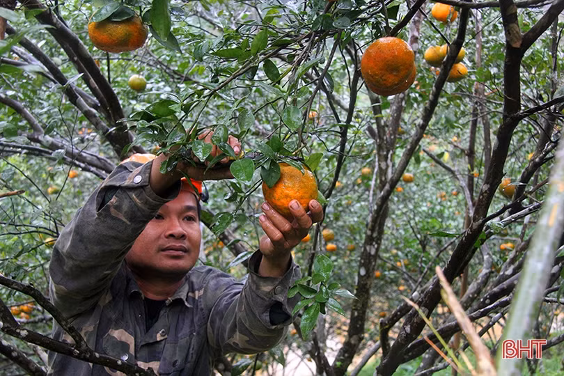 Nông dân Hương Sơn chăm sóc cam sau kỳ thu hoạch tết