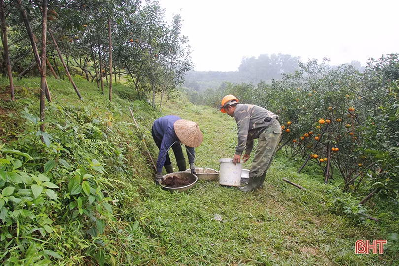 Nông dân Hương Sơn chăm sóc cam sau kỳ thu hoạch tết