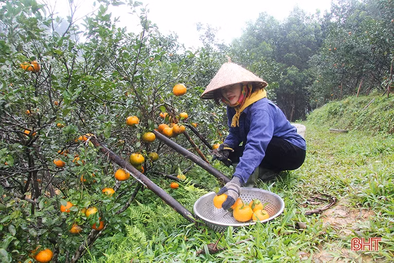 Nông dân Hương Sơn chăm sóc cam sau kỳ thu hoạch tết