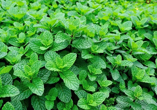 Điều bất ngờ về tác dụng làm thuốc từ những gia vị ngày Tết - Ảnh 11. Điều bất ngờ về tác dụng làm thuốc từ 13 loại gia vị ngày Tết