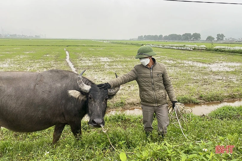 Nông dân Hà Tĩnh tranh thủ xuống đồng chăm sóc lúa xuân