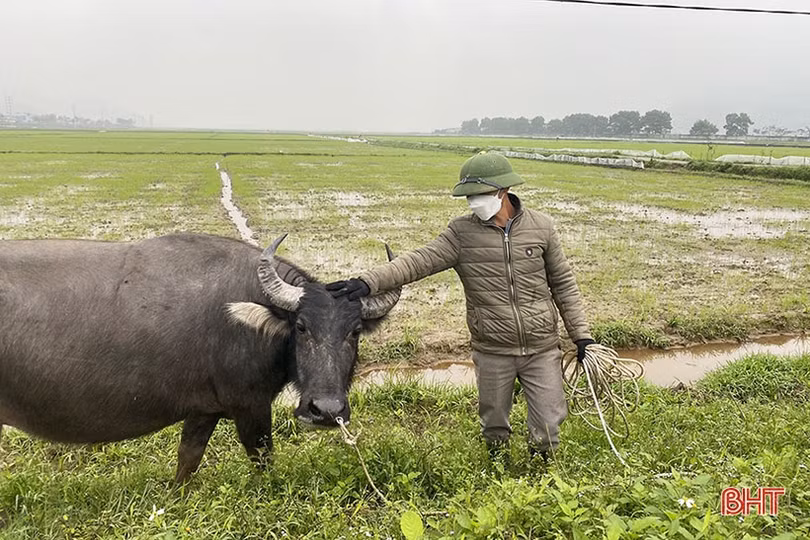 Nông dân Hà Tĩnh tranh thủ xuống đồng chăm sóc lúa xuân