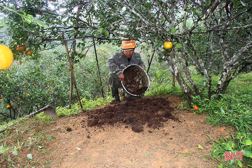 Nông dân Hương Sơn chăm sóc cam sau kỳ thu hoạch tết