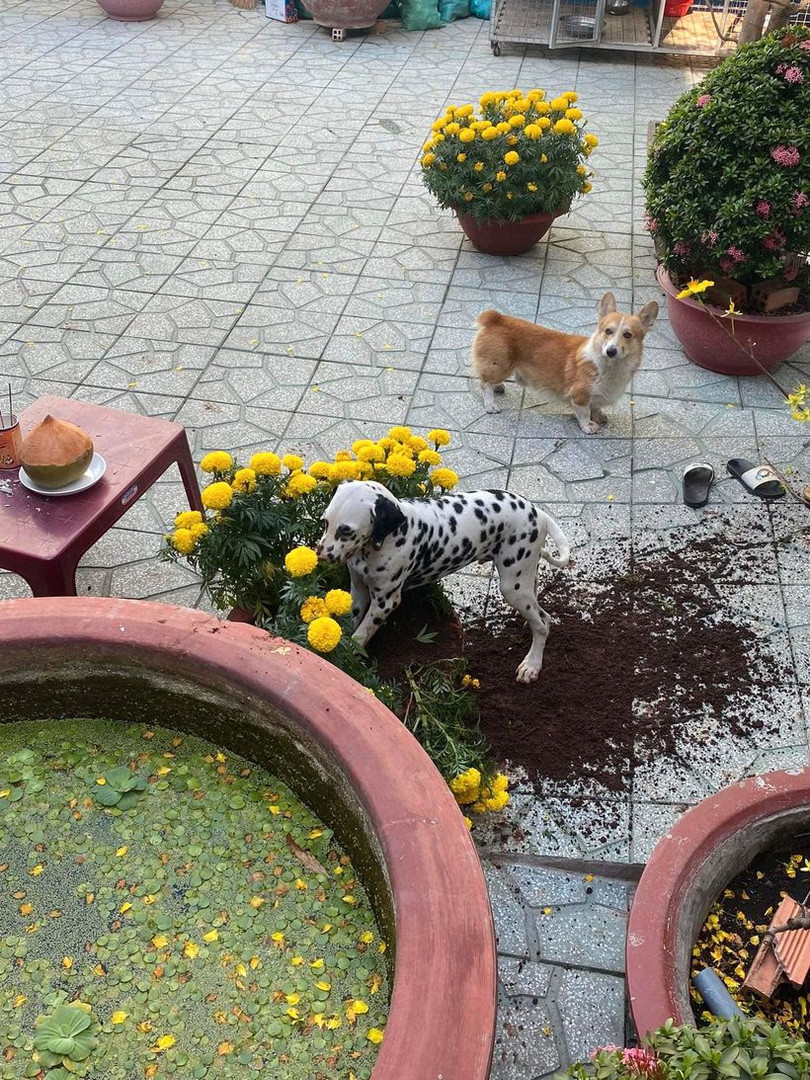 Ảnh vui: “Một con boss hư cả... tàu bị phạt”