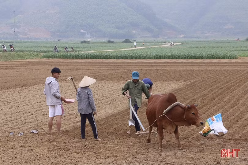 Ngày đầu năm, người dân Vũ Quang xuống đồng sản xuất vụ xuân