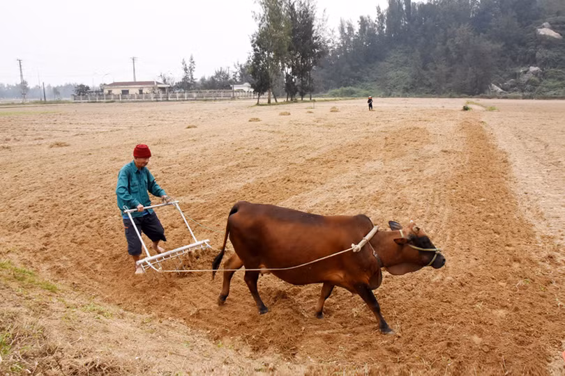 Vựa lạc xuân Lộc Hà phấn đấu gieo trỉa 1.003 ha 