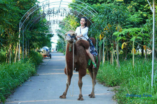 Detrang Farm Cách trung tâm thành phố Hà Nội 50 km, Detrang Farm (nông trại Dê Trắng) có diện tích hơn 12 ha tọa lạc ngay dưới chân dãy núi Ba Vì. Nông trại hoạt động theo mô hình working farm, có các hoạt động chăn nuôi thực tế, một số đàn vật nuôi có số lượng lớn như dê, ngựa, đà điểu, mở cửa phục vụ khách tham quan, nghỉ dưỡng. Các bé có thể tự tay cho ăn và vắt sữa vật nuôi, tham gia trò chơi bịt mắt bắt dê, cưỡi ngựa, cưỡi đà điểu, đi xe kéo, cấy lúa, bắt cá đồng, trồng và thu hoạch rau, bơi thuyền, bắt cá... 5 diem da ngoai ngay 1 6 cho gia dinh co con nho