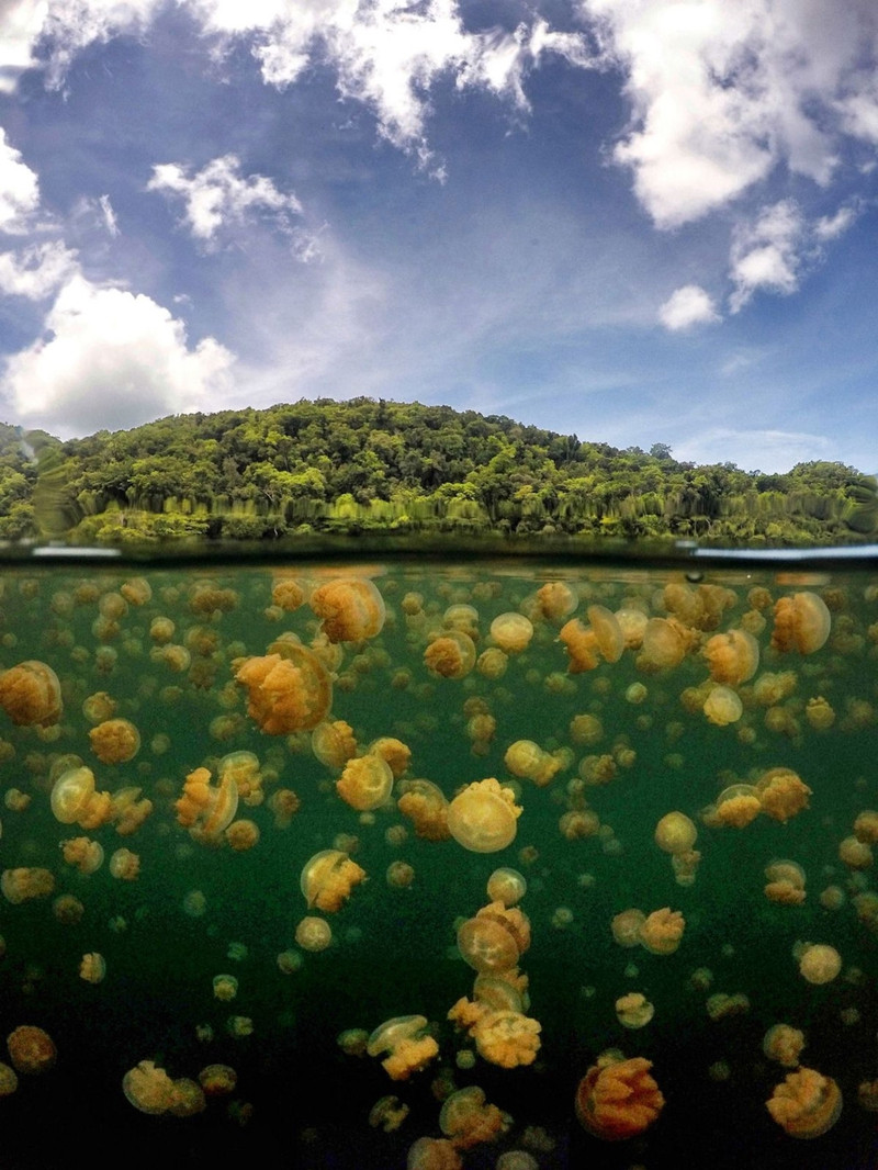 Hồ sứa (Jellyfish lake) là một hồ nước mặn khá lớn ở quốc đảo Palau thông với Thái Bình Dương qua các hang động ngầm trong núi đá. Cư dân chủ yếu tại đây chính là loài sứa vàng và sứa mặt trăng, xâm nhập vào hồ cách đây hàng nghìn năm và bị mắc kẹt ở lại. Trải qua nhiều năm, số lượng loài sứa này đã đạt đến hàng triệu con. Hồ là điểm thu hút đông đảo du khách yêu thích bộ môn lặn biển. Ảnh: Benjamin Lowy/Contrtibutor/Getty Images. nhung ho nuoc ky la tren the gioi