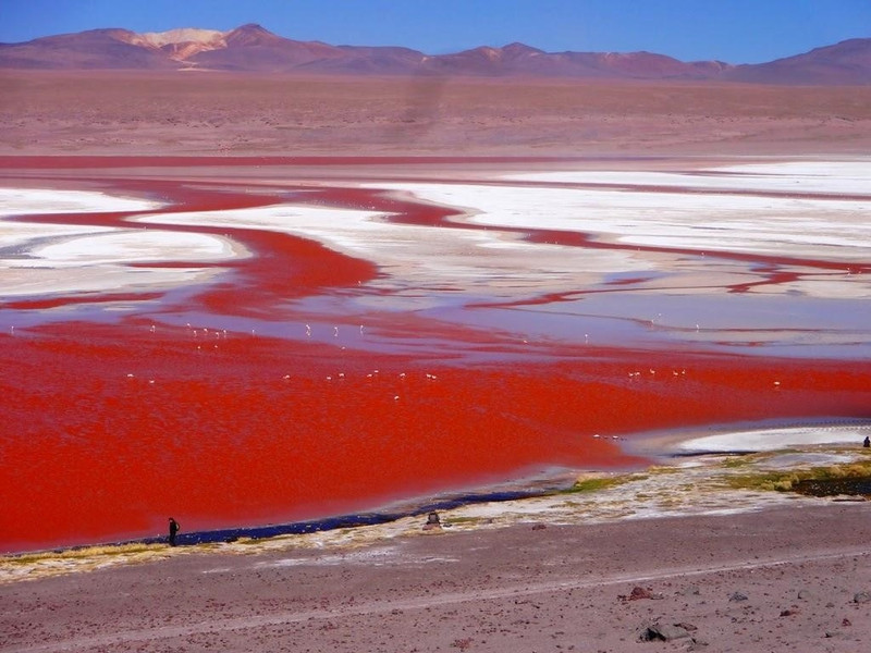 Hồ Lago Colorada ở Bolivia là hồ chứa nước màu đỏ, khiến nhiều người liên tưởng như một khu vực trên sao Hỏa. Nguyên nhân tạo nên màu đỏ của hồ là lớp trầm tích lắng đọng và một loại tảo. Hồ có những đảo muối borax trắng xóa. Đây cũng là nơi tập trung rất nhiều giống chim hồng hạc quý hiếm. Ảnh: Wordpress. nhung ho nuoc ky la tren the gioi