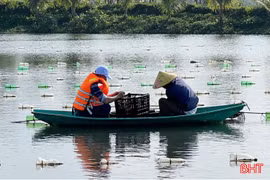 Thống nhất nghiệm thu dự án chọn con giống và nuôi trai nước ngọt lấy ngọc 
