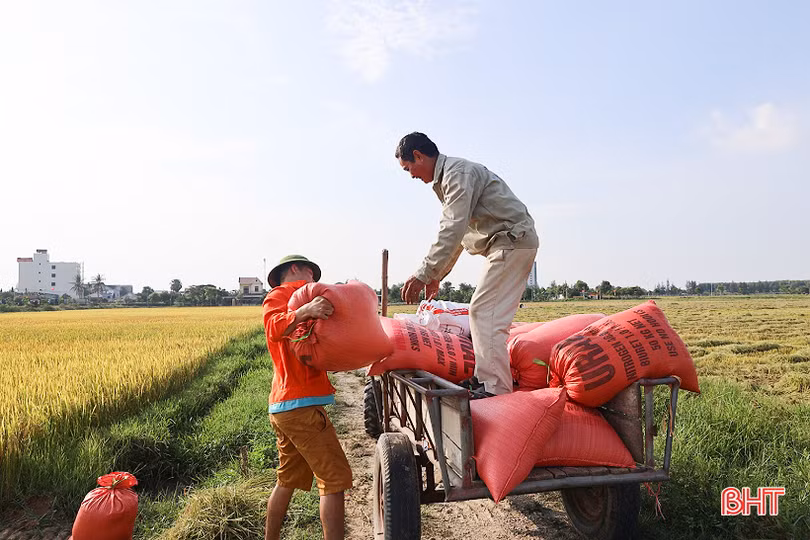 Lúa hè thu tăng giá, dễ bán, nông dân Hà Tĩnh mừng ra mặt