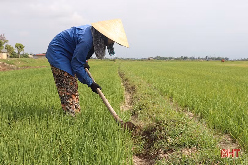 Thiếu nguồn nước tưới, người dân vùng mỏ sắt Thạch Khê sản xuất lúa đánh cược với trời