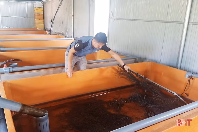 Thu hàng trăm triệu đồng mỗi năm từ nuôi lươn không bùn