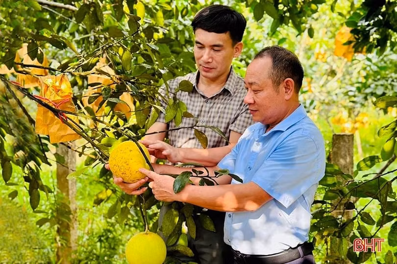 Sản lượng bưởi Phúc Trạch ước đạt trên 21 nghìn tấn
