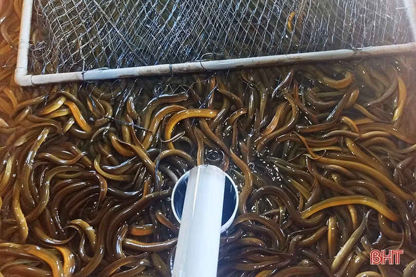 Thu hàng trăm triệu đồng mỗi năm từ nuôi lươn không bùn