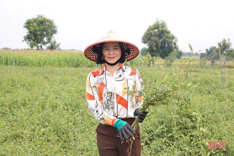 Người phụ nữ với khát vọng làm giàu từ cà gai leo