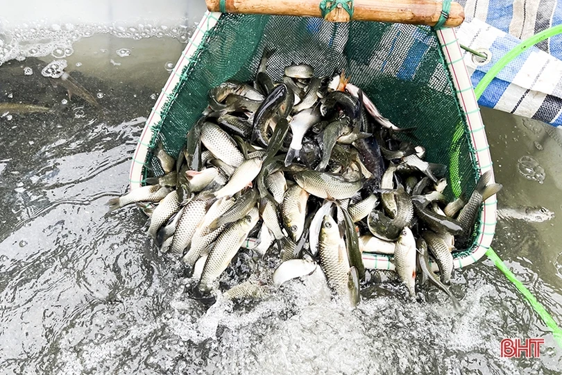 Thả 2,24 tấn cá giống tái tạo nguồn lợi thủy sản ở Đức Thọ