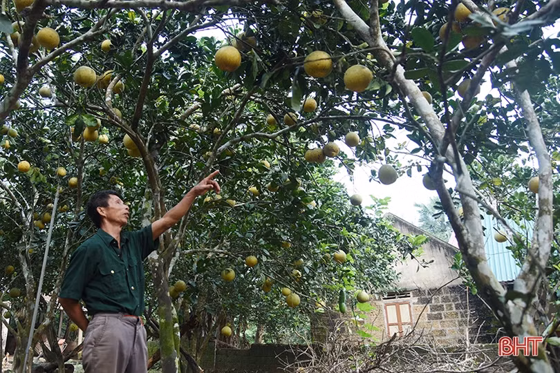 Bưởi Diễn ở Hà Tĩnh chín sớm, người trồng lo mất tết!