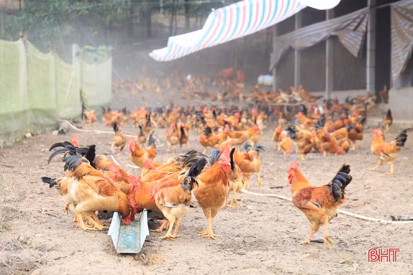 Bí quyết “biến” đất hoang thành trang trại tiền tỷ của cựu cán bộ xã ở Hương Sơn